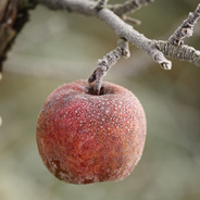 Für das Apfelmännchen muss der letzte Apfel hängenbleiben, sonst passiert etwas Schlimmes