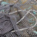 Der Fischfang mit Netzen im Wattenmeer der Nordsee zerstöre den Lebensraum mancher anderer Lebewesen am Boden